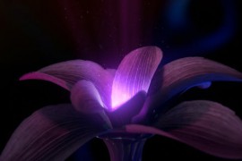Mysticical Flower Logo 25276390