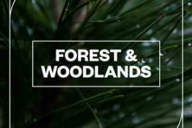 Blastwave FX Forest and Woodlands WAV-FANTASTiC