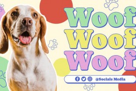 Pet Care Promo MOGRT 51273274