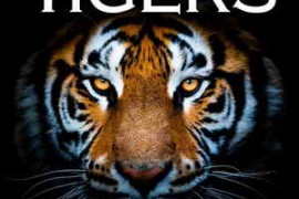 Sound Ideas Tigers Sound Effects FLAC