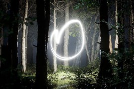 Light In The Forest 45909179
