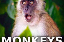 Sound Ideas Monkeys Sound Effects FLAC