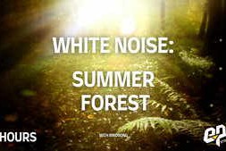 8 Hours of Summer Forest Relaxing Birdsong & Insect Sleep, Study, Meditation - White Noise Mp3
