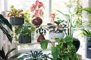 Maxtree Plant Models Vol.62