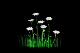 Chamomile Flowers Growing Alpha Channel 51498503