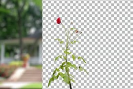 Animated Flowering tree with red flowers 51109907