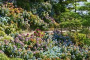 Maxtree Plant Models Vol.70
