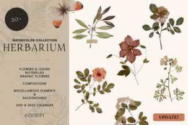 Free Download:Watercolor Herbarium Pressed Dry Flowers vol.1