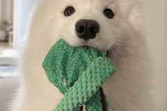 Nyli2b Sfx Kit WAV-FANTASTiC