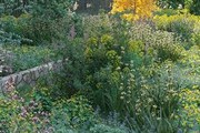 Maxtree Plant Models Vol.65