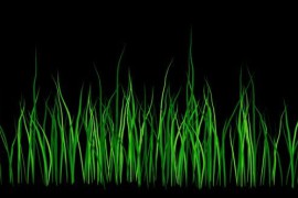 Grass Glade Growing Alpha Channel 50932023