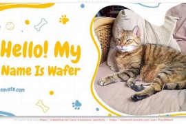 Sweet Pets 45789168
