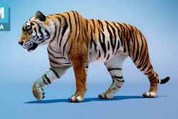 Udemy – How to Animate a Tiger Walk Cycle in Maya