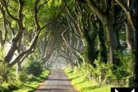 NS 01 Nature Forest Morning Birds Seaside Ambience wav FREE