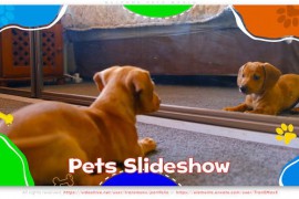 Welcome Pets World 46298871