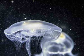 SFXtools Underwater Lifeforms WAV-FANTASTiC