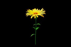 Flower Yellow Blooming Alpha Channel 51713333