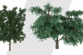Growing Tree Pack 4K 39019906