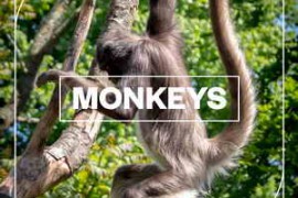 Blastwave FX Monkeys WAV-FANTASTiC
