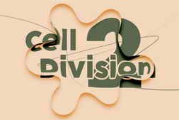 Free Download:Aescripts – Cell Division 2 v2.0.6