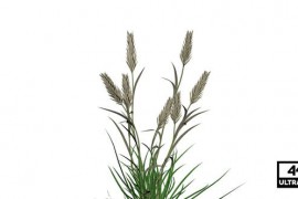 Barley Grass Seamless Loop 4K Alpha 39959586