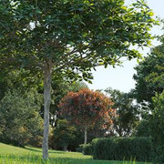 Maxtree - Plant Models Vol.58.jpg