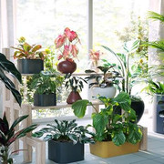 Maxtree - Plant Models Vol.62.jpg