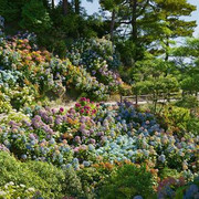 Maxtree - Plant Models Vol.70.jpg