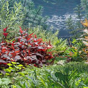 Maxtree - Plant Models Vol.83.jpg
